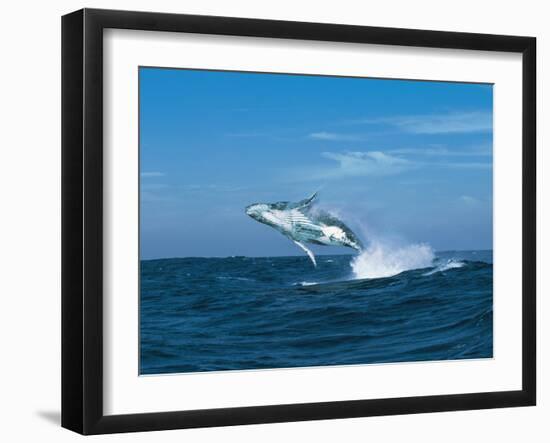 Humpback Whale (Megaptera Novaeangliae) Breaching in the Sea-null-Framed Photographic Print