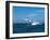 Humpback Whale (Megaptera Novaeangliae) Breaching in the Sea-null-Framed Photographic Print