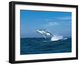 Humpback Whale (Megaptera Novaeangliae) Breaching in the Sea-null-Framed Photographic Print