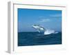 Humpback Whale (Megaptera Novaeangliae) Breaching in the Sea-null-Framed Photographic Print