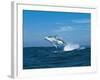 Humpback Whale (Megaptera Novaeangliae) Breaching in the Sea-null-Framed Photographic Print