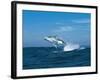 Humpback Whale (Megaptera Novaeangliae) Breaching in the Sea-null-Framed Photographic Print