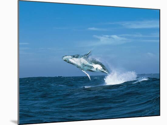 Humpback Whale (Megaptera Novaeangliae) Breaching in the Sea-null-Mounted Photographic Print