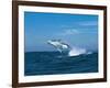 Humpback Whale (Megaptera Novaeangliae) Breaching in the Sea-null-Framed Photographic Print