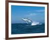 Humpback Whale (Megaptera Novaeangliae) Breaching in the Sea-null-Framed Photographic Print