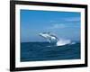 Humpback Whale (Megaptera Novaeangliae) Breaching in the Sea-null-Framed Photographic Print