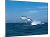 Humpback Whale (Megaptera Novaeangliae) Breaching in the Sea-null-Mounted Photographic Print