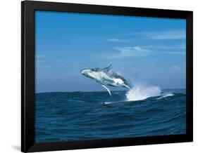 Humpback Whale (Megaptera Novaeangliae) Breaching in the Sea-null-Framed Photographic Print