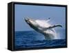 Humpback Whale (Megaptera Novaeangliae) Breaching in the Sea-null-Framed Stretched Canvas