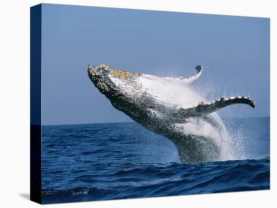 Humpback Whale (Megaptera Novaeangliae) Breaching in the Sea-null-Stretched Canvas