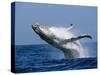 Humpback Whale (Megaptera Novaeangliae) Breaching in the Sea-null-Stretched Canvas