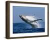 Humpback Whale (Megaptera Novaeangliae) Breaching in the Sea-null-Framed Photographic Print