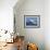 Humpback Whale (Megaptera Novaeangliae) Breaching in the Sea-null-Framed Photographic Print displayed on a wall