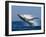 Humpback Whale (Megaptera Novaeangliae) Breaching in the Sea-null-Framed Photographic Print