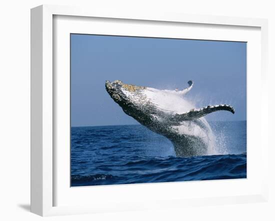 Humpback Whale (Megaptera Novaeangliae) Breaching in the Sea-null-Framed Photographic Print