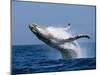 Humpback Whale (Megaptera Novaeangliae) Breaching in the Sea-null-Mounted Photographic Print