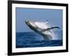 Humpback Whale (Megaptera Novaeangliae) Breaching in the Sea-null-Framed Photographic Print