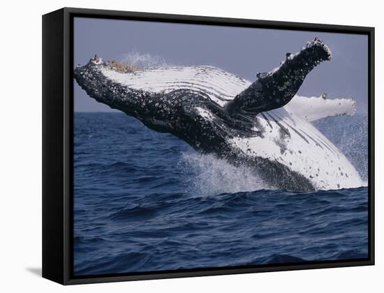 Humpback Whale (Megaptera Novaeangliae) Breaching in the Sea-null-Framed Stretched Canvas