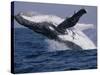 Humpback Whale (Megaptera Novaeangliae) Breaching in the Sea-null-Stretched Canvas