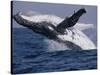 Humpback Whale (Megaptera Novaeangliae) Breaching in the Sea-null-Stretched Canvas