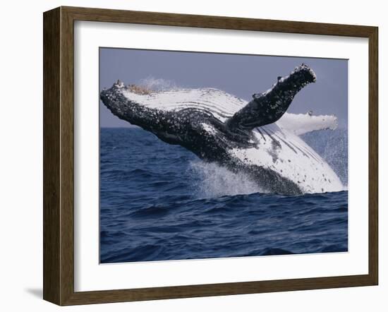 Humpback Whale (Megaptera Novaeangliae) Breaching in the Sea-null-Framed Photographic Print