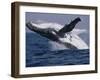 Humpback Whale (Megaptera Novaeangliae) Breaching in the Sea-null-Framed Photographic Print