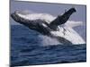 Humpback Whale (Megaptera Novaeangliae) Breaching in the Sea-null-Mounted Photographic Print