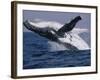 Humpback Whale (Megaptera Novaeangliae) Breaching in the Sea-null-Framed Photographic Print