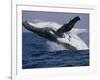 Humpback Whale (Megaptera Novaeangliae) Breaching in the Sea-null-Framed Photographic Print