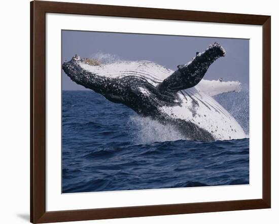 Humpback Whale (Megaptera Novaeangliae) Breaching in the Sea-null-Framed Photographic Print