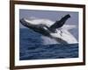 Humpback Whale (Megaptera Novaeangliae) Breaching in the Sea-null-Framed Photographic Print