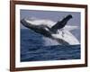 Humpback Whale (Megaptera Novaeangliae) Breaching in the Sea-null-Framed Photographic Print