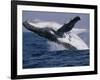 Humpback Whale (Megaptera Novaeangliae) Breaching in the Sea-null-Framed Photographic Print