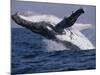 Humpback Whale (Megaptera Novaeangliae) Breaching in the Sea-null-Mounted Photographic Print