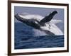 Humpback Whale (Megaptera Novaeangliae) Breaching in the Sea-null-Framed Photographic Print