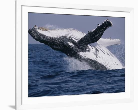 Humpback Whale (Megaptera Novaeangliae) Breaching in the Sea-null-Framed Photographic Print