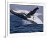 Humpback Whale (Megaptera Novaeangliae) Breaching in the Sea-null-Framed Photographic Print