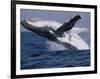 Humpback Whale (Megaptera Novaeangliae) Breaching in the Sea-null-Framed Photographic Print