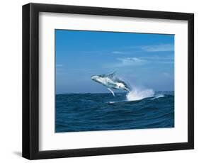 Humpback Whale (Megaptera Novaeangliae) Breaching in the Sea-null-Framed Photographic Print