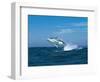 Humpback Whale (Megaptera Novaeangliae) Breaching in the Sea-null-Framed Photographic Print