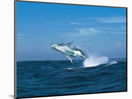 Humpback Whale (Megaptera Novaeangliae) Breaching in the Sea-null-Mounted Photographic Print