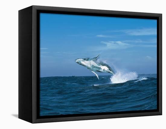 Humpback Whale (Megaptera Novaeangliae) Breaching in the Sea-null-Framed Stretched Canvas