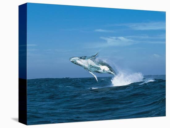 Humpback Whale (Megaptera Novaeangliae) Breaching in the Sea-null-Stretched Canvas