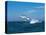 Humpback Whale (Megaptera Novaeangliae) Breaching in the Sea-null-Stretched Canvas