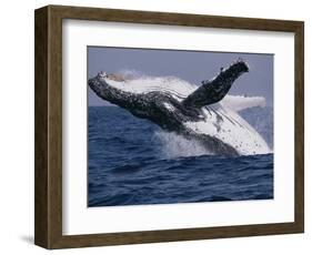 Humpback Whale (Megaptera Novaeangliae) Breaching in the Sea-null-Framed Photographic Print