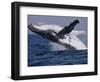 Humpback Whale (Megaptera Novaeangliae) Breaching in the Sea-null-Framed Photographic Print