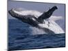 Humpback Whale (Megaptera Novaeangliae) Breaching in the Sea-null-Mounted Photographic Print