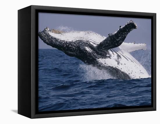 Humpback Whale (Megaptera Novaeangliae) Breaching in the Sea-null-Framed Stretched Canvas