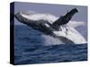 Humpback Whale (Megaptera Novaeangliae) Breaching in the Sea-null-Stretched Canvas