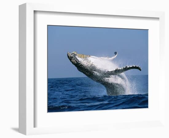 Humpback Whale (Megaptera Novaeangliae) Breaching in the Sea-null-Framed Photographic Print